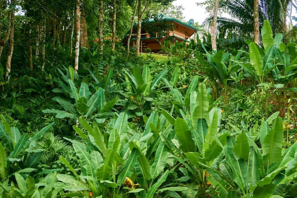 Manoas Bed & Breakfast Uvita Luaran gambar